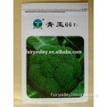 High Disease Resistance Green Jade 66-Hybrid F1 Broccoli Seeds
